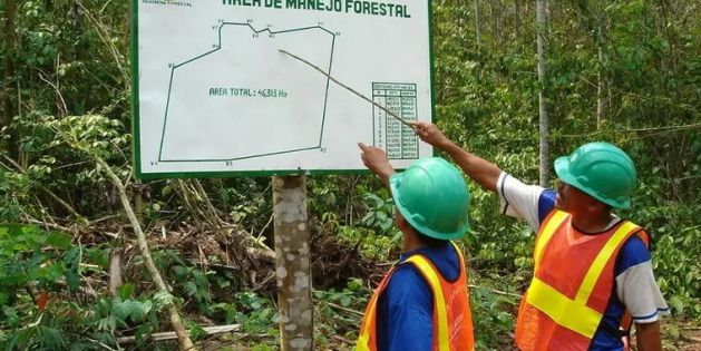 Des travailleurs forestiers discutent des opérations dans une surface forestière d’aménagement en Amazonie péruvienne, dans l’Ucayali, au Pérou. Photo: P. Recavarren/AIDER