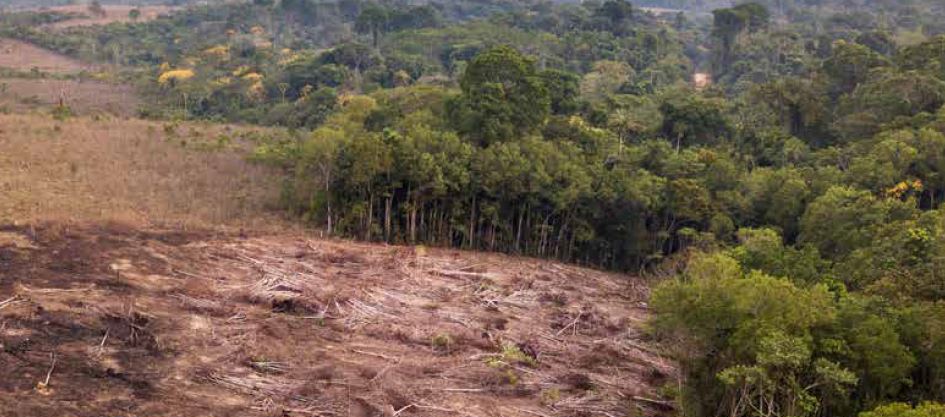 WWF Rapport forest deforestation